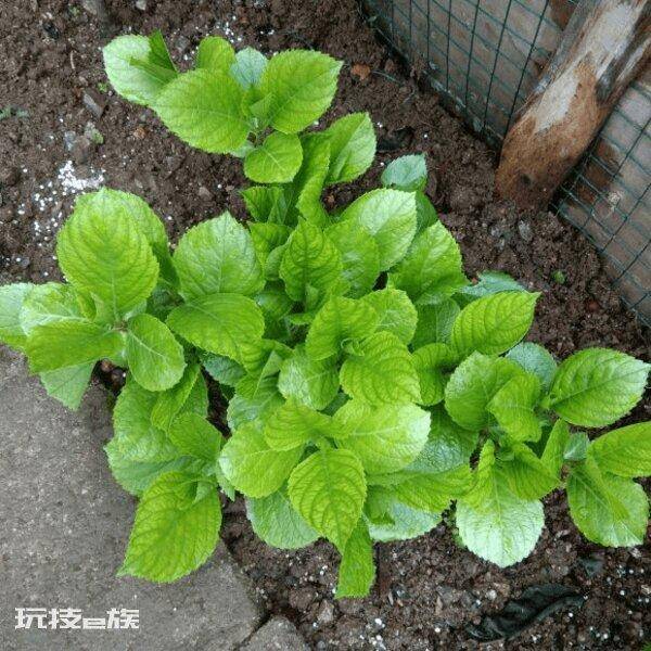 绣球只长叶子不开花是什么原因(绣球不开花到底怎么回事)-图片4